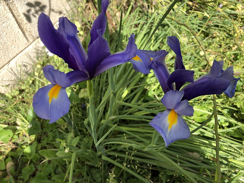 Mid State Iris Growers Association Iris Sale